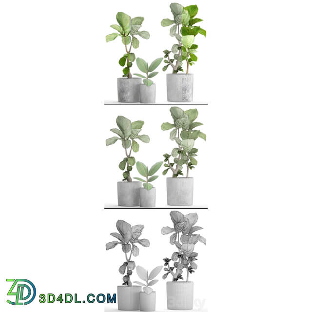 A collection of plants in pots 39. Ficus Ficus lyrata pot concrete ornamental tree indoor interior 3D Models