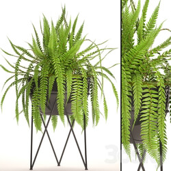 Fern in the pot. fern flower stand flower pot flowerpot office plants 3D Models 