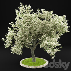 Flowering Apple 3D Models 