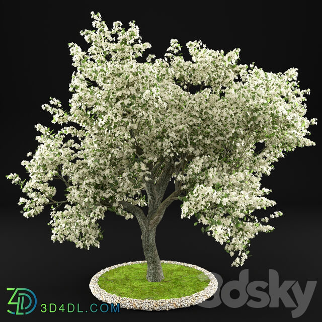 Flowering Apple 3D Models