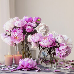 Peonies 3D Models 