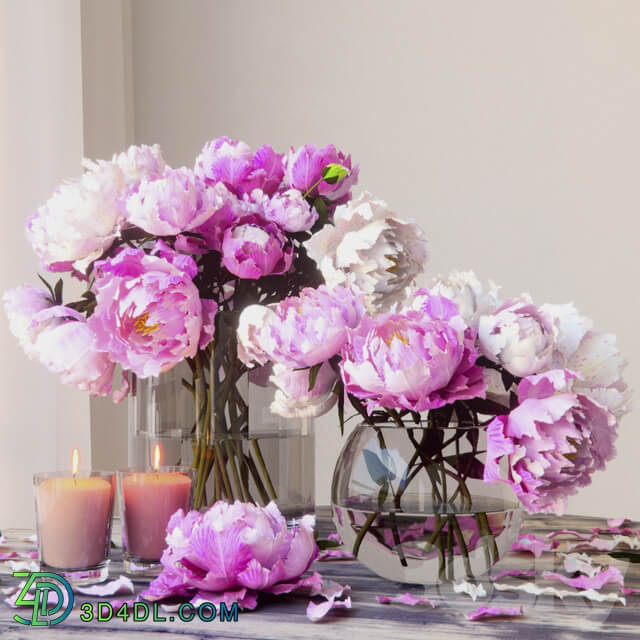 Peonies 3D Models