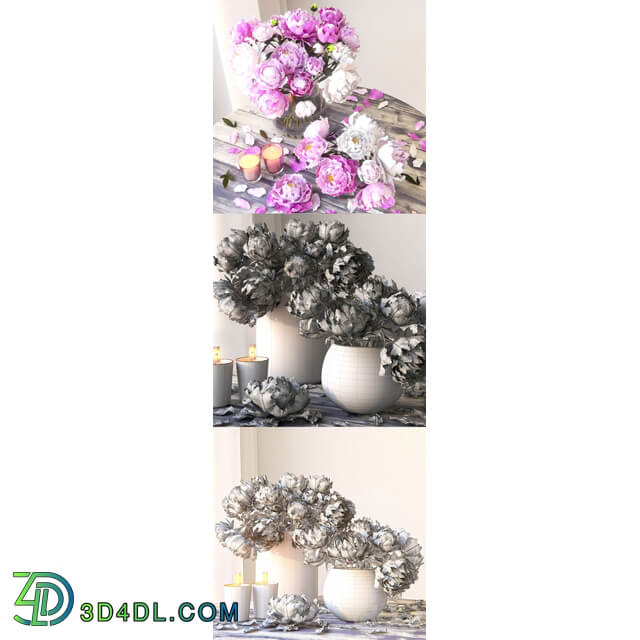 Peonies 3D Models