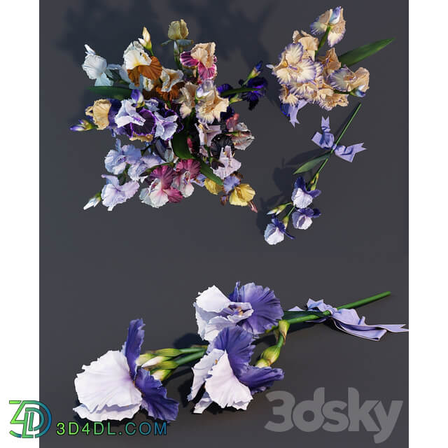 Irises 3D Models
