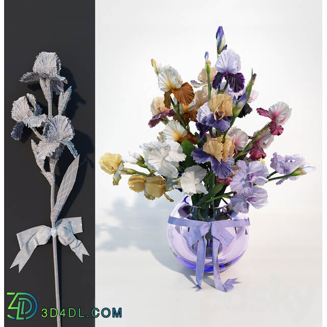 Irises 3D Models