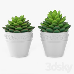 Succulents 09 3D Models 