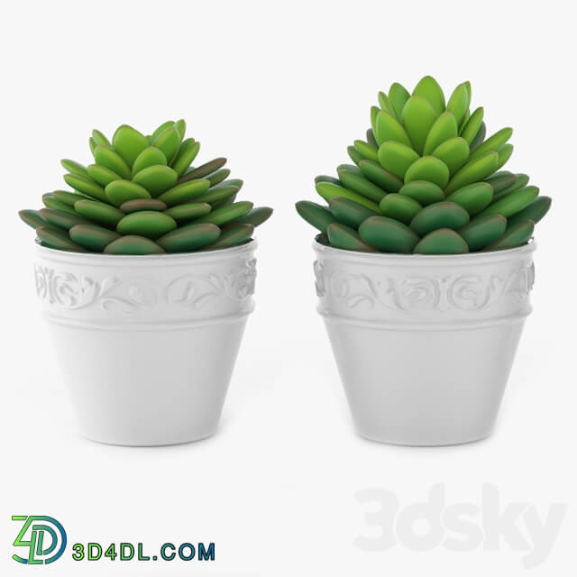 Succulents 09 3D Models