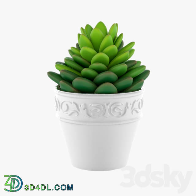 Succulents 09 3D Models