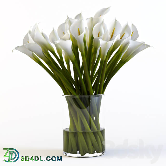 Callas 3D Models