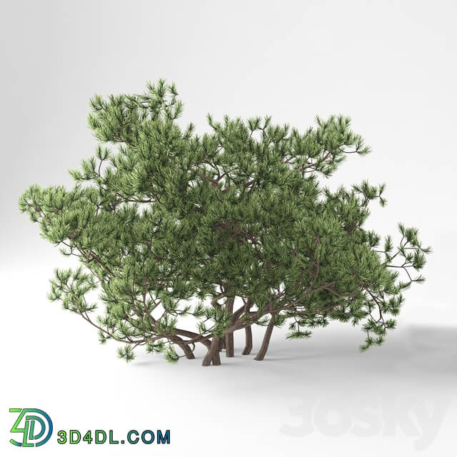 Pine Mountain Pumilio 3D Models