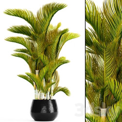 Dypsis lutescens Dyssic yellowish Dipsis yellowish ornamental palm tree tropical exotic thickets plant flowerpot pot 3D Models 