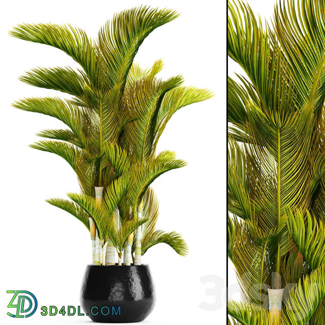 Dypsis lutescens Dyssic yellowish Dipsis yellowish ornamental palm tree tropical exotic thickets plant flowerpot pot 3D Models