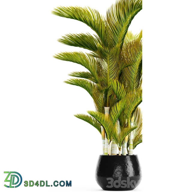 Dypsis lutescens Dyssic yellowish Dipsis yellowish ornamental palm tree tropical exotic thickets plant flowerpot pot 3D Models