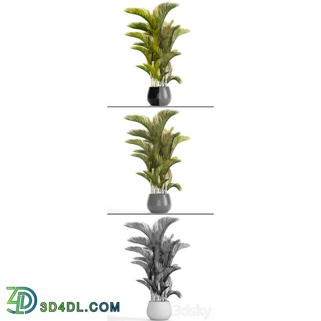 Dypsis lutescens Dyssic yellowish Dipsis yellowish ornamental palm tree tropical exotic thickets plant flowerpot pot 3D Models