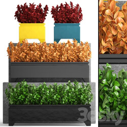 Collection of plants 110. Barberry Barberry Thunberg bushes landscaping garden flowerpot outdoor pot bush 3D Models 