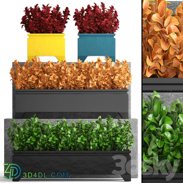 Collection of plants 110. Barberry Barberry Thunberg bushes landscaping garden flowerpot outdoor pot bush 3D Models