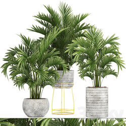 Collection of plants 125. Howea Decorative palm tree howea kentia pot concrete flowerpot indoor 3D Models 
