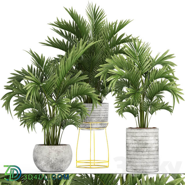 Collection of plants 125. Howea Decorative palm tree howea kentia pot concrete flowerpot indoor 3D Models