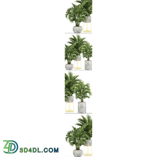 Collection of plants 125. Howea Decorative palm tree howea kentia pot concrete flowerpot indoor 3D Models