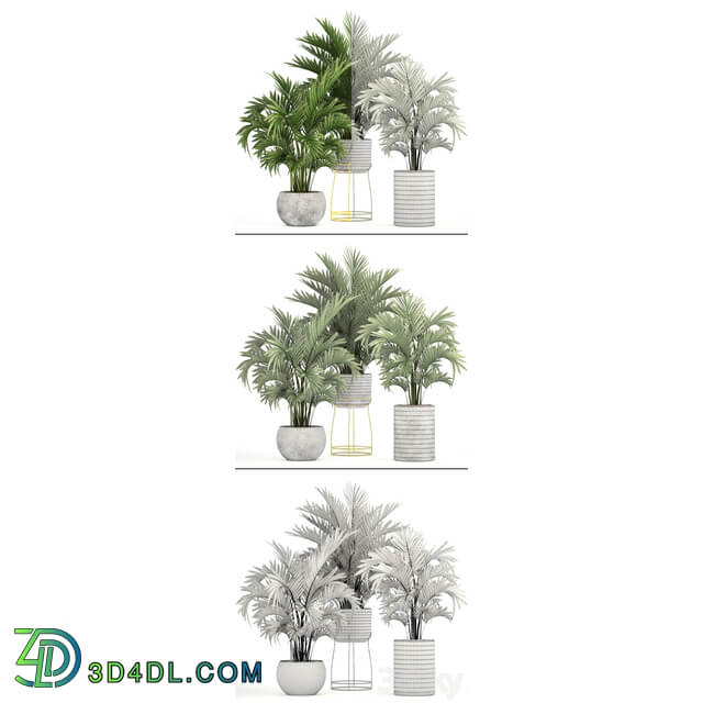 Collection of plants 125. Howea Decorative palm tree howea kentia pot concrete flowerpot indoor 3D Models
