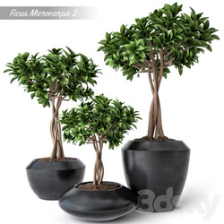 Ficus Microcarpa 2 3D Models 