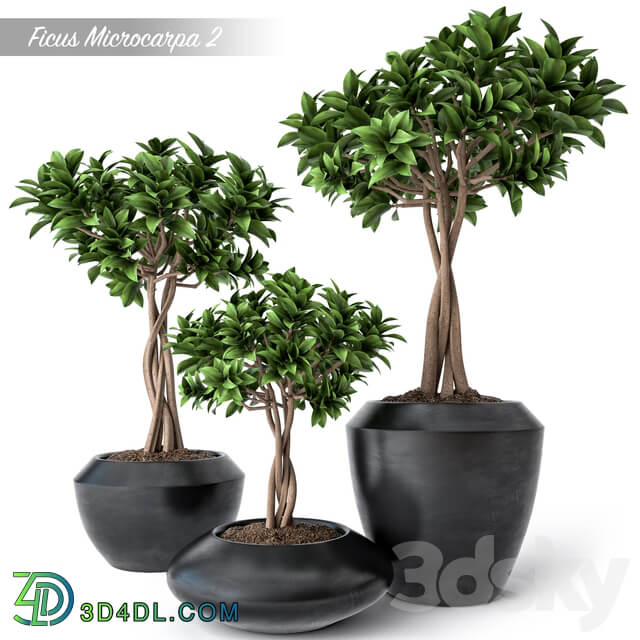 Ficus Microcarpa 2 3D Models