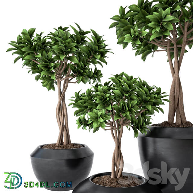 Ficus Microcarpa 2 3D Models