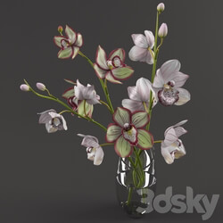 Orchids 3D Models 