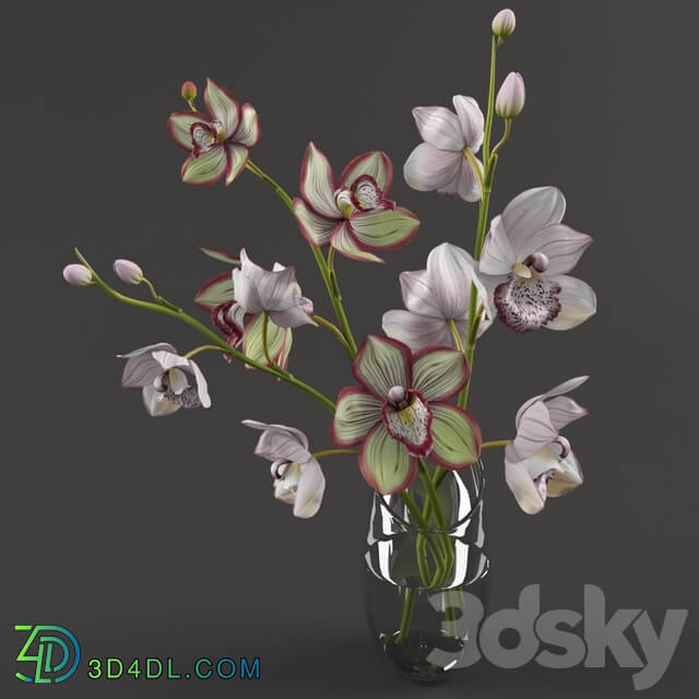 Orchids 3D Models