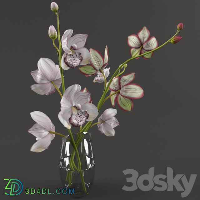 Orchids 3D Models