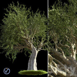 Olive 3D Models 