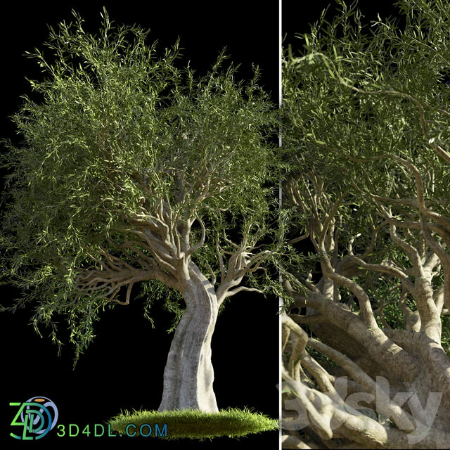 Olive 3D Models