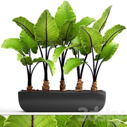 Collection of plants 143. Alocasia macrorrhiza alocasia pot black flowerpot bush tropical exotic plant 3D Models 