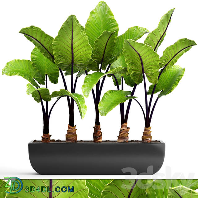 Collection of plants 143. Alocasia macrorrhiza alocasia pot black flowerpot bush tropical exotic plant 3D Models