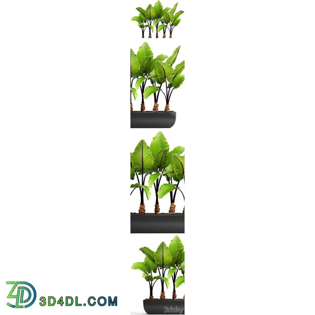 Collection of plants 143. Alocasia macrorrhiza alocasia pot black flowerpot bush tropical exotic plant 3D Models