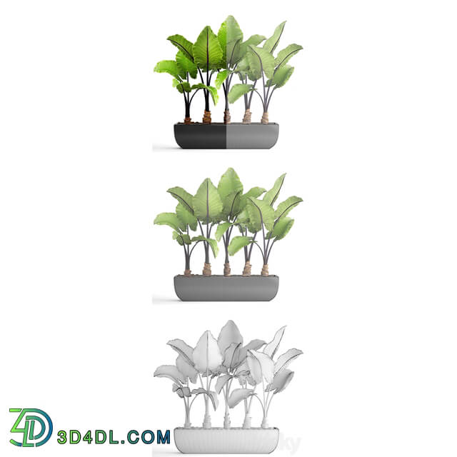 Collection of plants 143. Alocasia macrorrhiza alocasia pot black flowerpot bush tropical exotic plant 3D Models