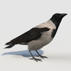 Hooded Crow bird  