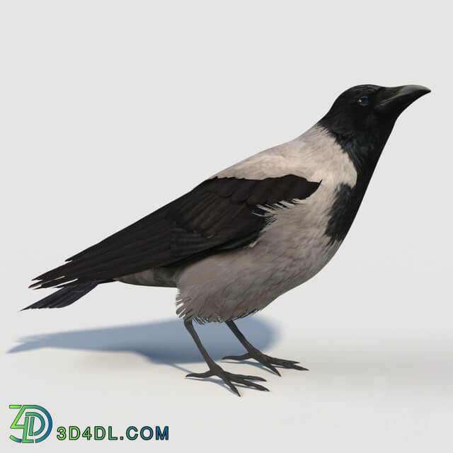 Hooded Crow bird 