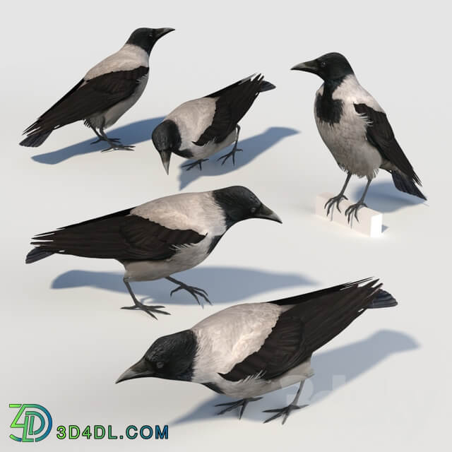 Hooded Crow bird 