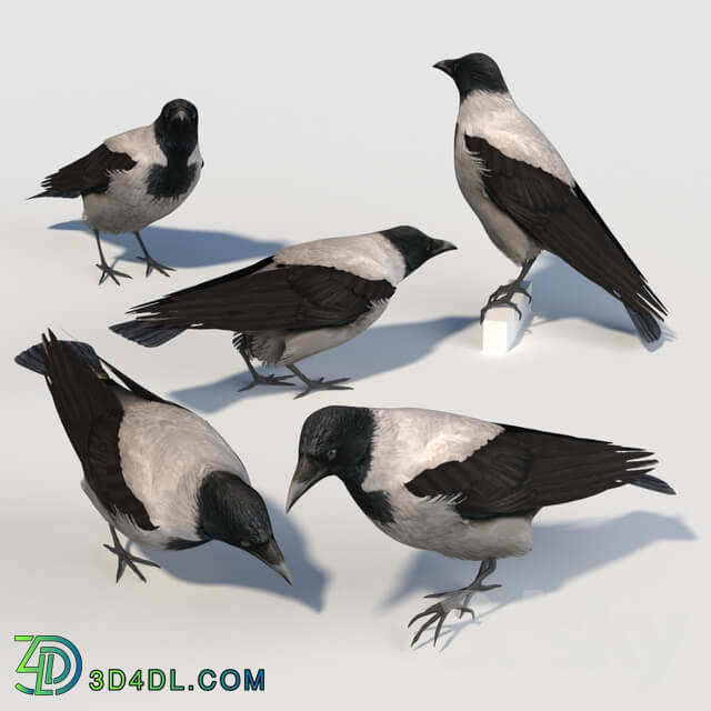 Hooded Crow bird 