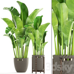 Collection of plants 161. Banana palm Basket rattan flower interior decorative strelitzia flowerpot 3D Models 