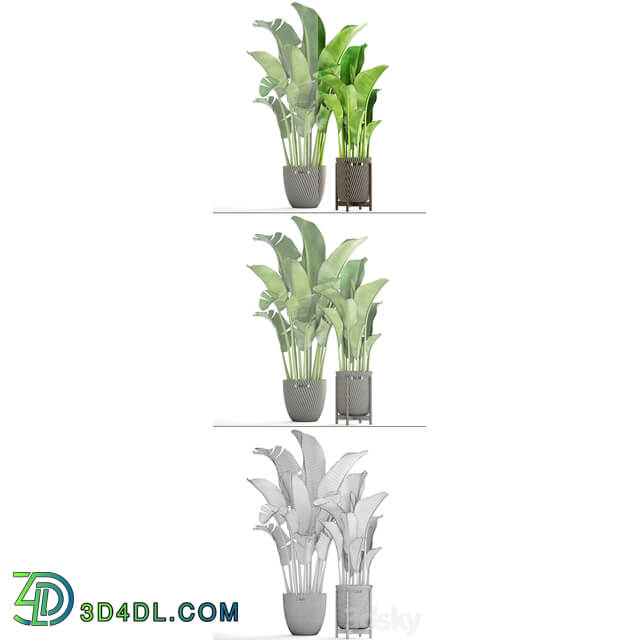 Collection of plants 161. Banana palm Basket rattan flower interior decorative strelitzia flowerpot 3D Models