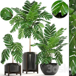 Collection of plants 167. Chamaedorea elegans Chamaedorea graceful bush pot flower palm tree flowerpot interior 3D Models 