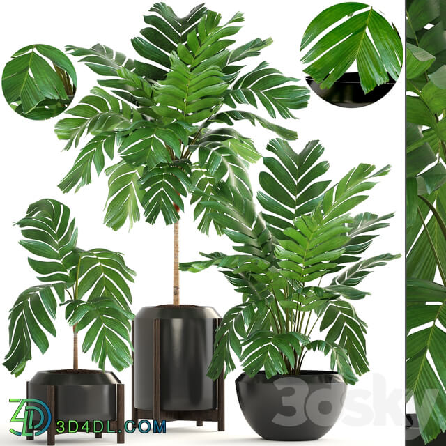 Collection of plants 167. Chamaedorea elegans Chamaedorea graceful bush pot flower palm tree flowerpot interior 3D Models