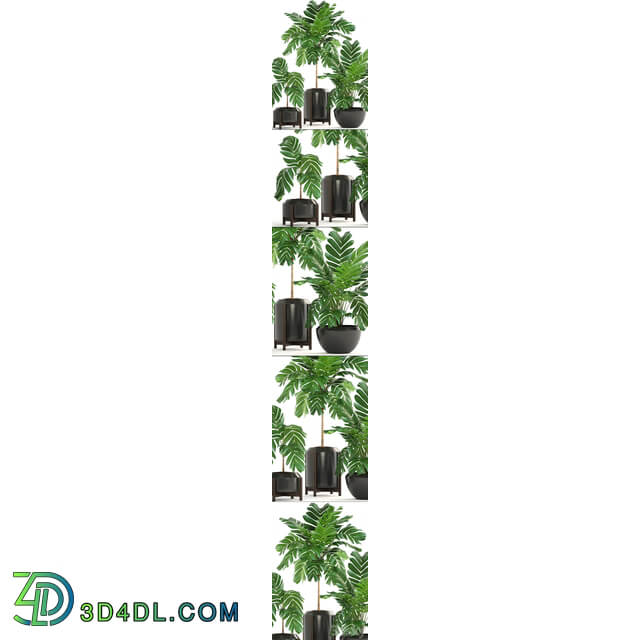 Collection of plants 167. Chamaedorea elegans Chamaedorea graceful bush pot flower palm tree flowerpot interior 3D Models