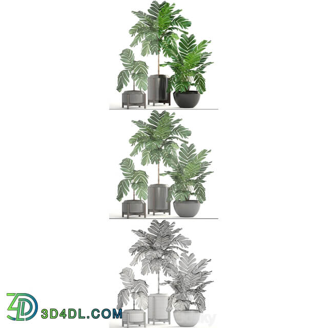 Collection of plants 167. Chamaedorea elegans Chamaedorea graceful bush pot flower palm tree flowerpot interior 3D Models