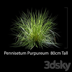 Pennisetum Purpureum 3D Models 