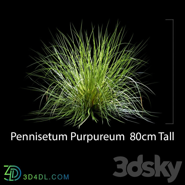 Pennisetum Purpureum 3D Models