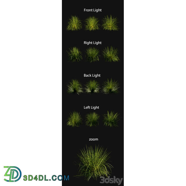 Pennisetum Purpureum 3D Models