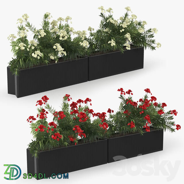 Flowerbed Nerium 3D Models